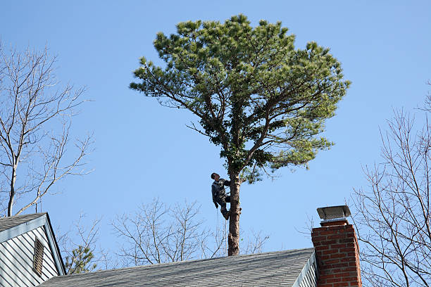 Trusted Atwater, CA Tree Care Experts