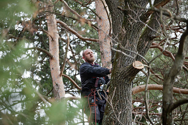 How Our Tree Care Process Works  in  Atwater, CA